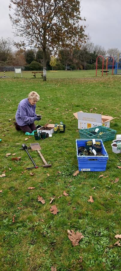 Crocus planting 2024